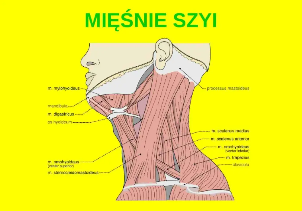 Mięśnie szyi - anatomia, funkcje i jak o nie dbać?