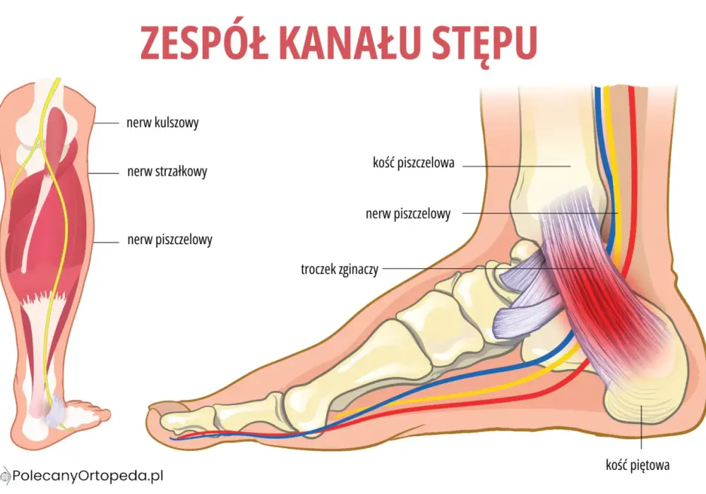 Anatomia kostki - Jak działa i dlaczego tak często boli?