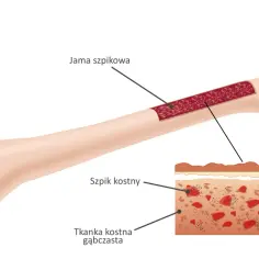Przekrój kości długiej ukazujący jamę szpikową i tkankę kostną gąbczastą. Wnętrze kości wypełnia szpik kostny.