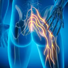 Anatomia nerwu pośrodkowego w miednicy i nodze, z podświetlonymi nerwami.