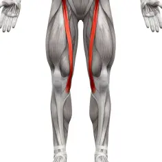 Anatomia ludzkiego ciała z uwydatnionym mięśniem krawieckim, biegnącym po wewnętrznej stronie uda.