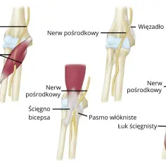 Anatomia łokcia: mięsień nawrotny obły, nerw pośrodkowy, ścięgno bicepsa i więzadło Struthersa.