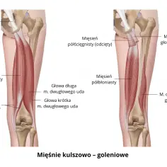 Anatomia mięśni kulszowo-goleniowych: mięsień półścięgnisty i półbłoniasty, głowy dwugłowego uda.