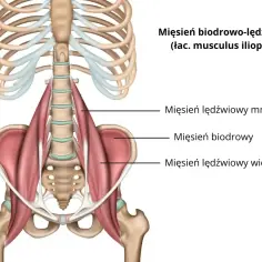Anatomia mięśnia biodrowo-lędźwiowego, pokazująca jego połączenie z kręgosłupem i miednicą.
