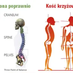 Prawidłowe ułożenie kości krzyżowej zapewnia stabilność kręgosłupa. Przechylona kość krzyżowa może prowadzić do wad postawy.