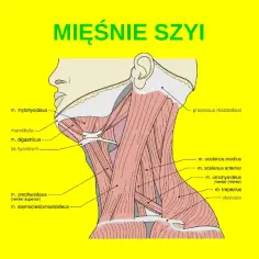 Ilustracja anatomiczna mięśni szyi z widocznymi nazwami łacińskimi.