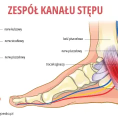 Ilustracja anatomiczna przedstawiająca budowę kostki i stopy z zaznaczonymi nerwami i kośćmi.
