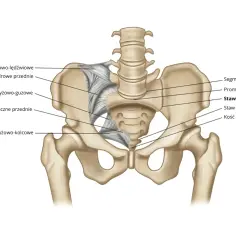 Anatomia miednicy z zaznaczonym stawem krzyżowo-biodrowym i więzadłami.