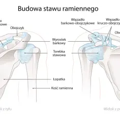 Anatomia stawu ramiennego: obojczyk łączy się z mostkiem i łopatką, tworząc stabilną strukturę.