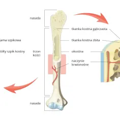 Ilustracja przekroju kości długiej z widocznymi nasadami, trzonem, tkanką gąbczastą i zwartą, szpikiem kostnym i naczyniami krwionośnymi.