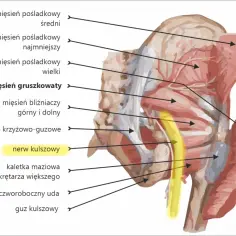 Anatomia miednicy z zaznaczonym mięśniem gruszkowatym i przebiegającym pod nim nerwem kulszowym.