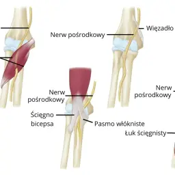Anatomia łokcia: mięsień nawrotny obły, nerw pośrodkowy, ścięgno bicepsa i więzadło Struthersa.