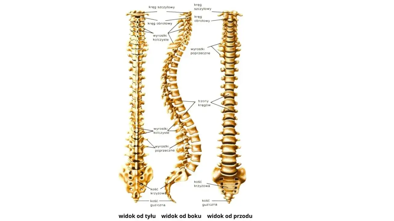 Anatomia kręgosłupa: widok z przodu, boku i tyłu. Może pomóc zrozumieć przyczynę bólu między łopatkami.