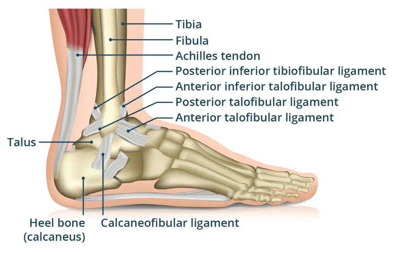 Anatomia stawu skokowego z zaznaczonymi więzadłami i ścięgnem Achillesa. Ilustracja pomaga zrozumieć, co może powodować ból kostki bez urazu.