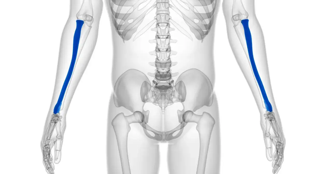 Anatomia kości przedramienia, uwydatniona niebieskim kolorem, pokazuje kość promieniową. Może to być związane z bólem nadgarstka po zewnętrznej stronie.