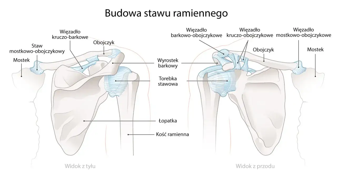 Widok z przodu i z tyłu stawu ramiennego, ukazujący łopatkę, obojczyk, mostek i kość ramienną wraz z więzadłami.