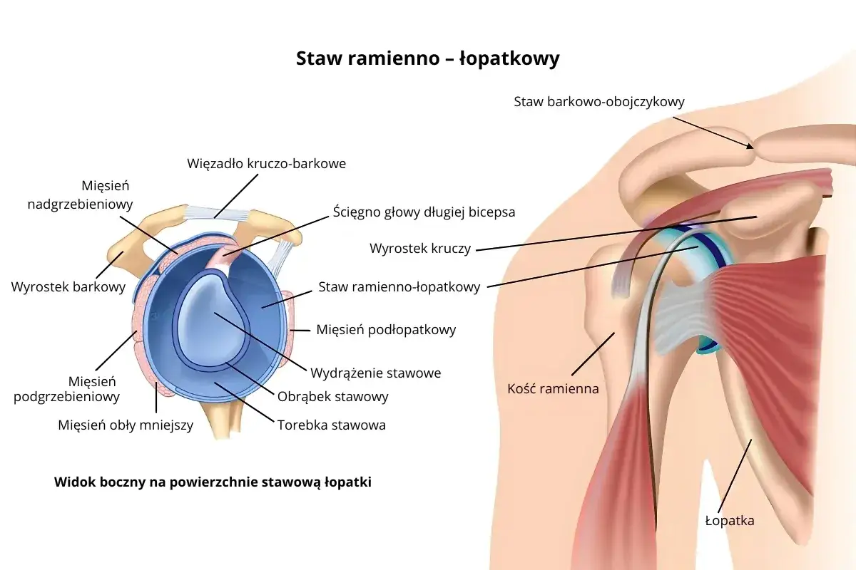 Anatomia stawu ramiennego: kość ramienna, łopatka, mięśnie i więzadła. Widok boczny na powierzchnię stawową łopatki.