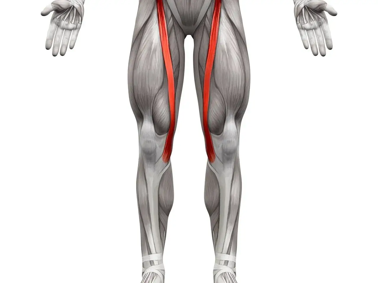 Anatomia ludzkiego ciała z uwydatnionym mięśniem krawieckim w kolorze czerwonym.