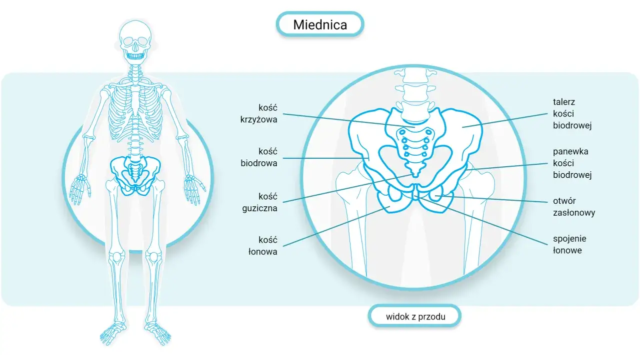 Anatomia miednicy z widocznym kość krzyżowa, kość biodrowa, kość guziczna i kość łonowa.
