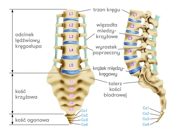 Zwężenie L5-S1 - Zrozum diagnozę i znajdź skuteczne leczenie