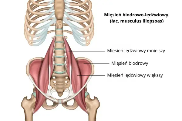 Więzadło biodrowo-lędźwiowe - Jak dbać o stabilne lędźwie?