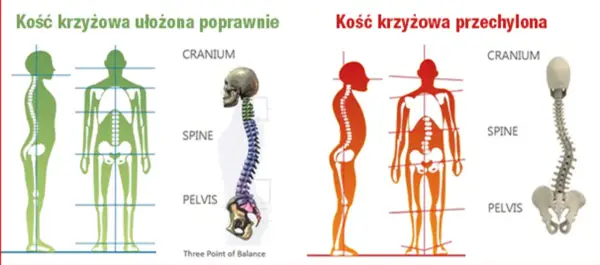 Kość krzyżowa - klucz do stabilności. Kiedy ból jest groźny?