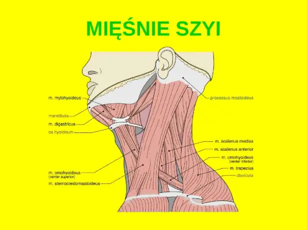 Mięśnie szyi - anatomia, funkcje i jak o nie dbać?