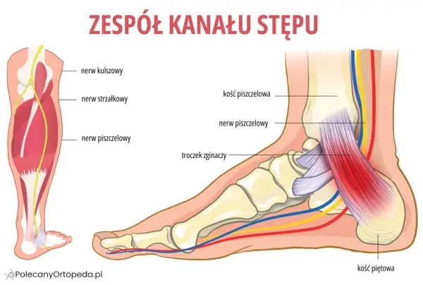 Anatomia kostki - Jak działa i dlaczego tak często boli?
